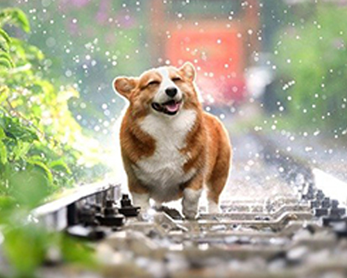狗狗社交焦慮的成因？